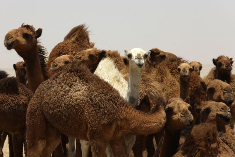 A caravan of camels walks through the desert of Iraq's southern city of Nasiriyah on June 2, 2023. (Photo by Asaad NIAZI / AFP) (Photo by ASAAD NIAZI/AFP via Getty Images)