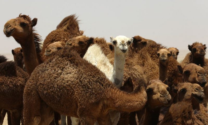 A caravan of camels walks through the desert of Iraq's southern city of Nasiriyah on June 2, 2023. (Photo by Asaad NIAZI / AFP) (Photo by ASAAD NIAZI/AFP via Getty Images)