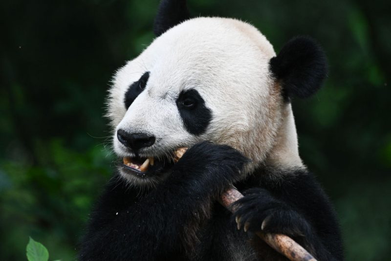 US-born giant panda Bei Bei eats bamboo in its enclosure at the China Conservation and Research Center for the Giant Panda in Ya'an, in China's southwestern Sichuan province on June 12, 2024. After years of charming millions of people around the world with their furry bodies and clumsy antics, foreign-born giant pandas are adapting to new lives in China. The fluffy envoys are loaned to overseas zoos as part of Beijing's "panda diplomacy", with the offspring returned to China within a few years of their birth to join breeding programmes. (Photo by Pedro PARDO / AFP) / To go with AFP story China-conservation-animal-panda, FOCUS by Glenda Kwek (Photo by PEDRO PARDO/AFP via Getty Images)