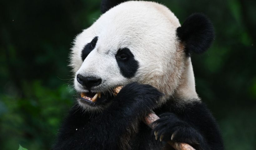 US-born giant panda Bei Bei eats bamboo in its enclosure at the China Conservation and Research Center for the Giant Panda in Ya'an, in China's southwestern Sichuan province on June 12, 2024. After years of charming millions of people around the world with their furry bodies and clumsy antics, foreign-born giant pandas are adapting to new lives in China. The fluffy envoys are loaned to overseas zoos as part of Beijing's "panda diplomacy", with the offspring returned to China within a few years of their birth to join breeding programmes. (Photo by Pedro PARDO / AFP) / To go with AFP story China-conservation-animal-panda, FOCUS by Glenda Kwek (Photo by PEDRO PARDO/AFP via Getty Images)