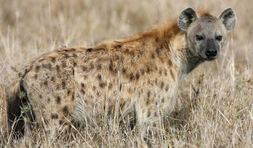 NAIROBI, KENYA - DECEMBER 11: A Spotted Hyenas walks through grassland on December 11, 2007 in the Masai Mara Game Reserve, Kenya. (Photo by Dan Kitwood/Getty Images)